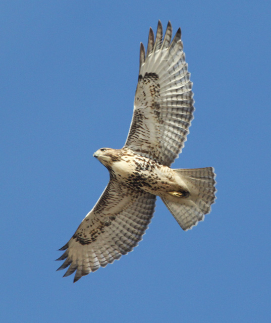 Red-tailed Hawk