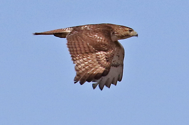 Red-tailed Hawk