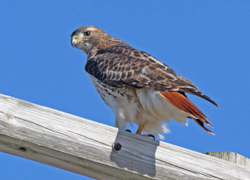 Red-tailed Hawk