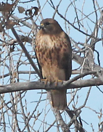 Red-tailed Hawk