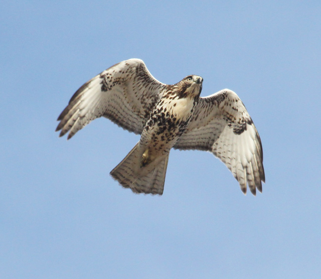 Red-tailed Hawk