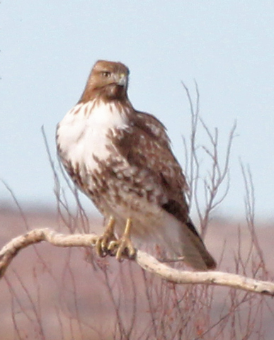 Red-tailed Hawk