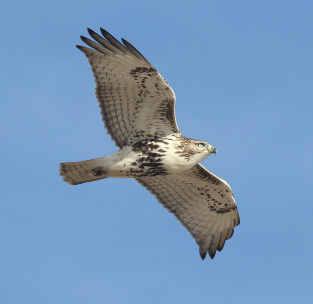 Red-tailed Hawk