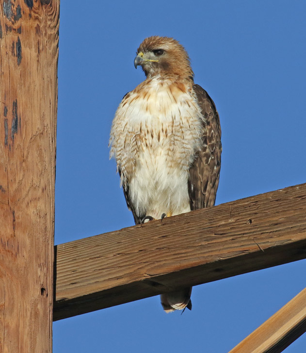 Red-tailed Hawk