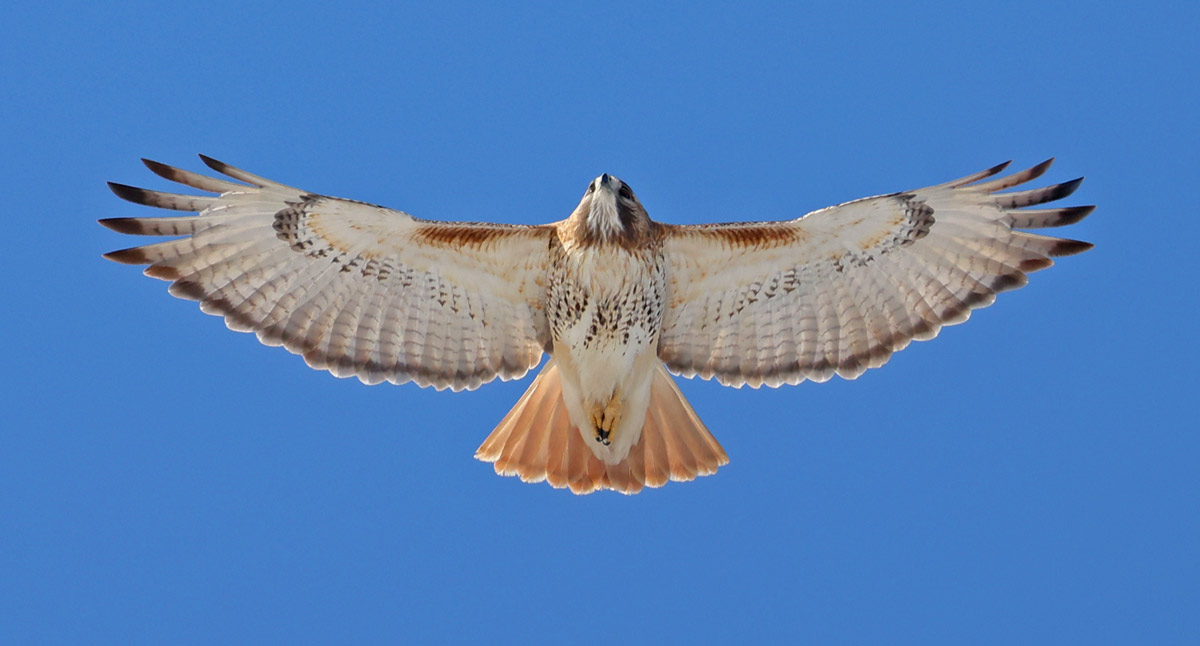Red-tailed Hawk