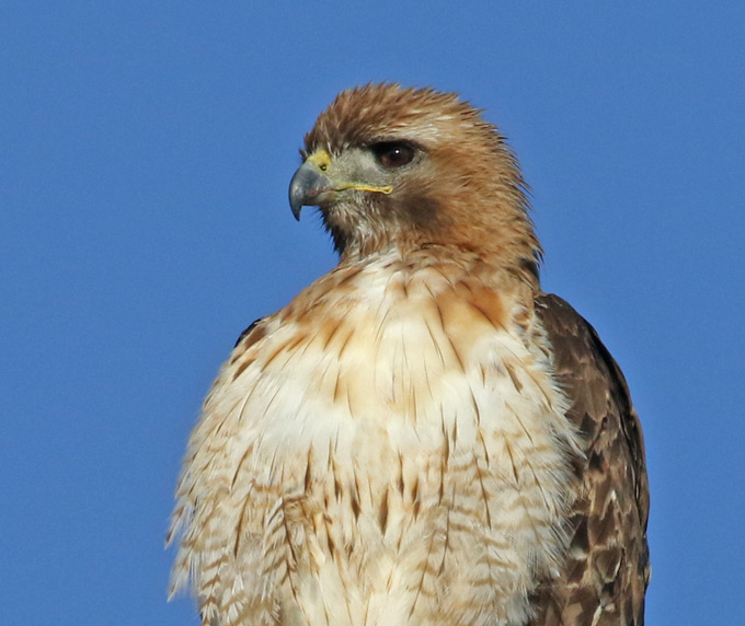 Red-tailed Hawk