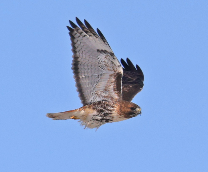 Red-tailed Hawk