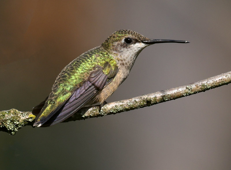 Ruby-throated Hummingbird photo #3
