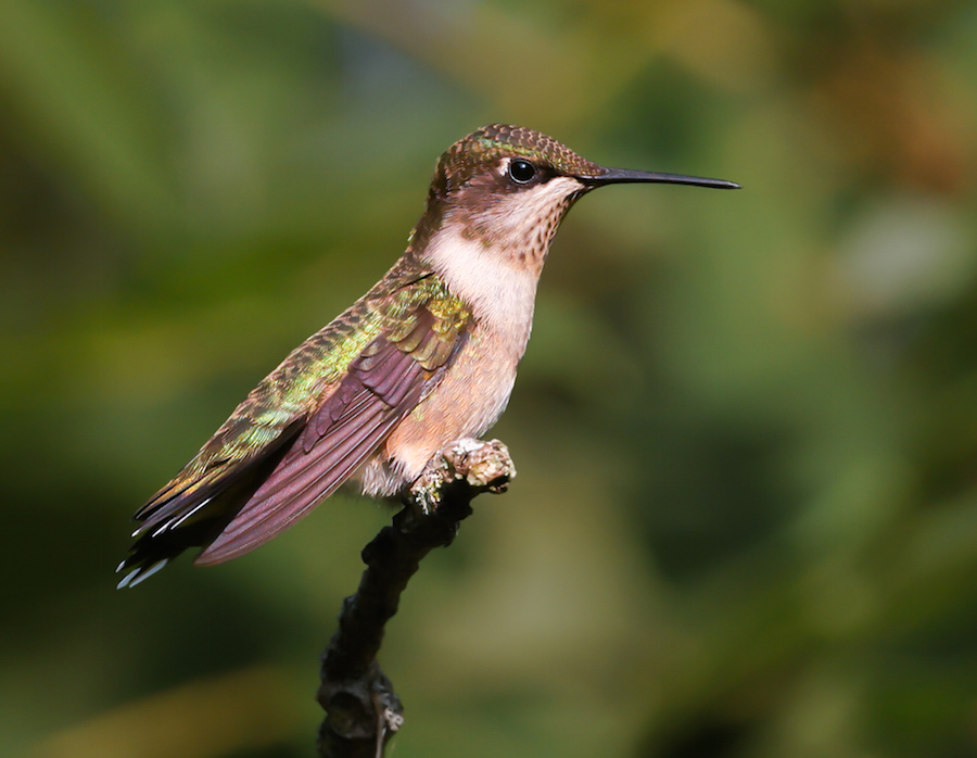 Ruby-throated Hummingbird photo #1