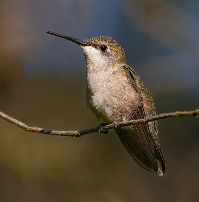 Ruby-throated Hummingbird photo #4