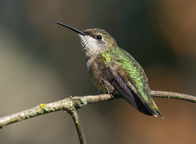 Ruby-throated Hummingbird photo #2
