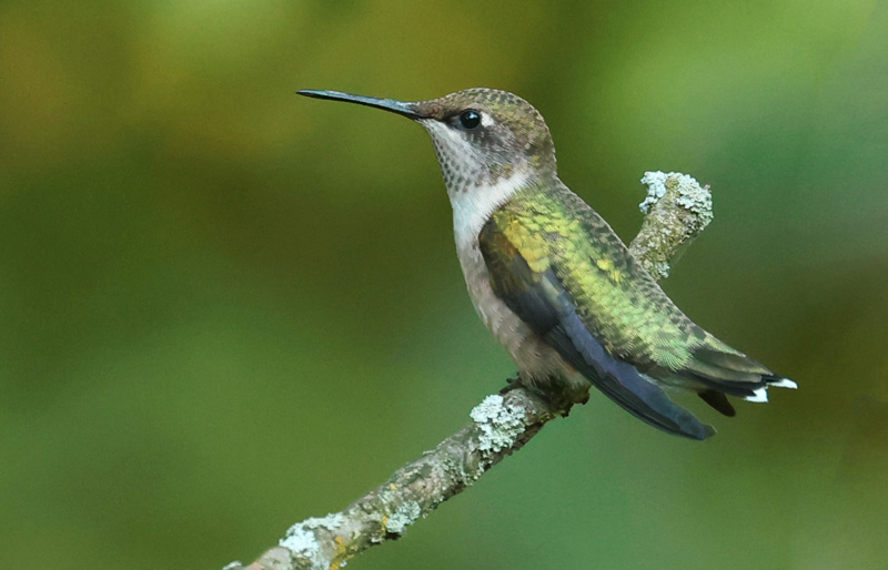 Ruby-throated Hummingbird photo #5