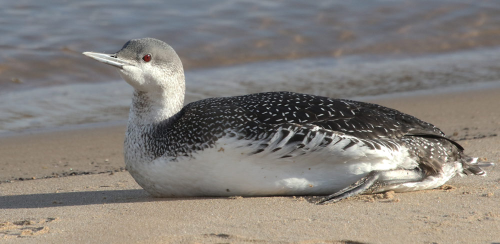 Red-throated Loon