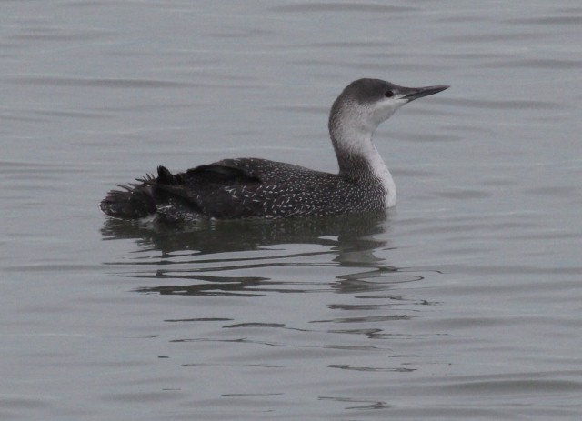Red-throated Loon