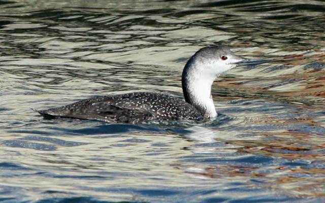 Red-throated Loon