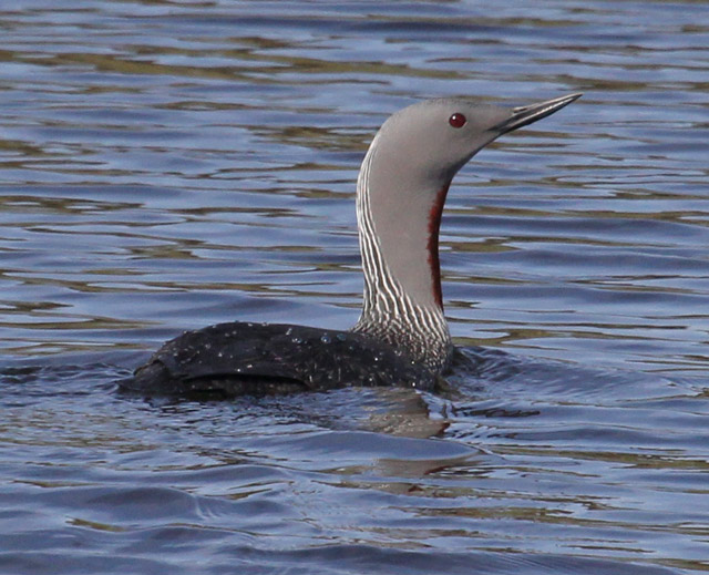 Red-throated Loon
