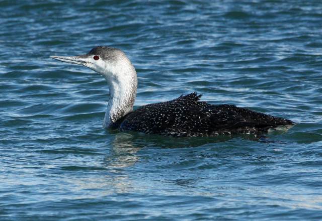 Red-throated Loon