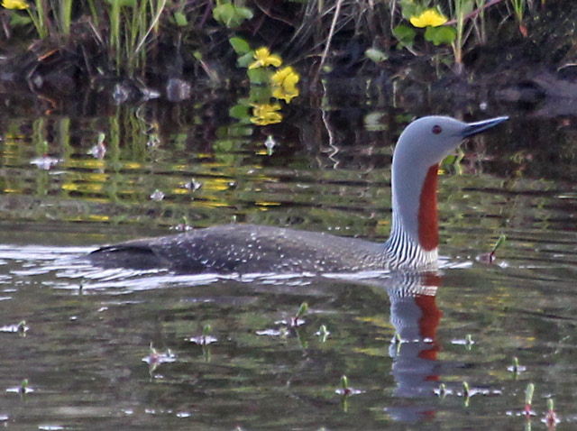 Red-throated Loon