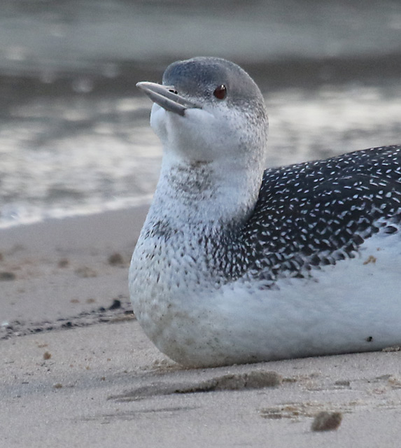 Red-throated Loon