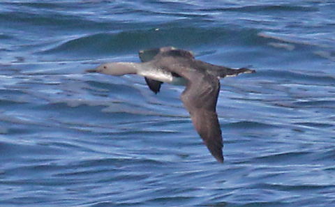 Red-throated Loon