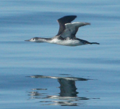 Red-throated Loon