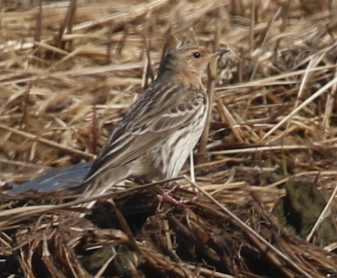 Red-throated Pipit