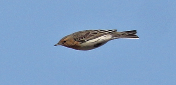 Red-throated Pipit
