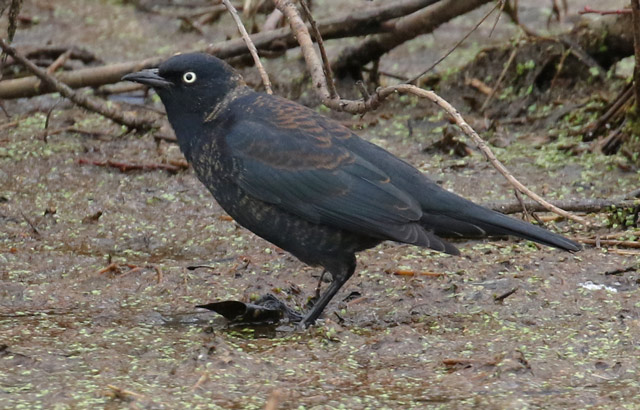 Rusty Blackbird