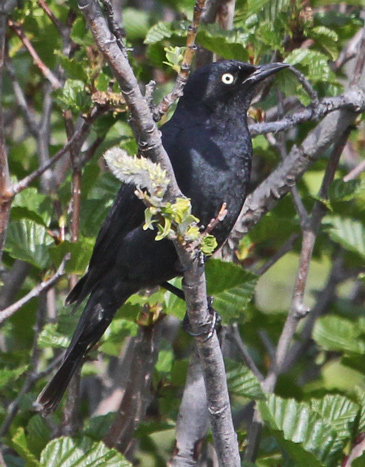 Rusty Blackbird