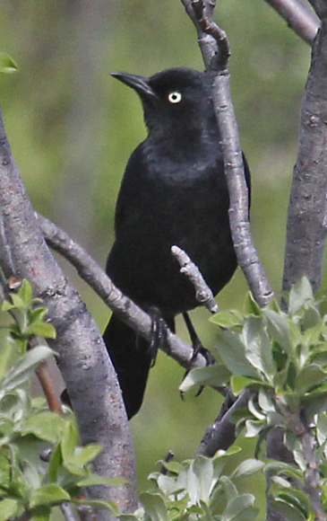 Rusty Blackbird