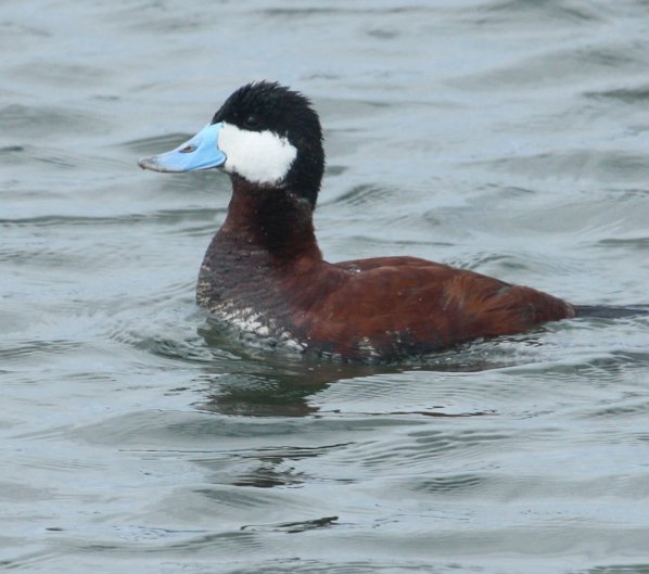 Ruddy Duck photo #1