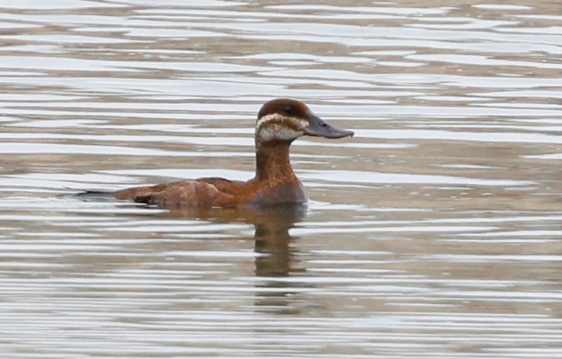 Ruddy Duck photo #2