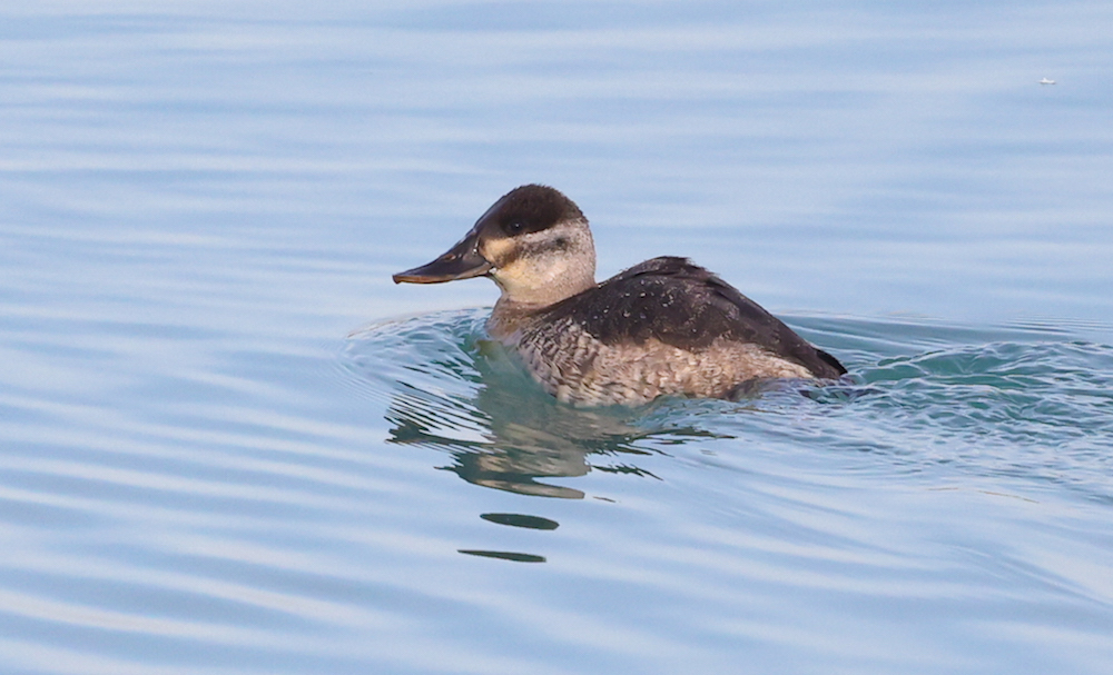 Ruddy Duck photo #1