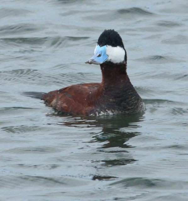 Ruddy Duck photo #2