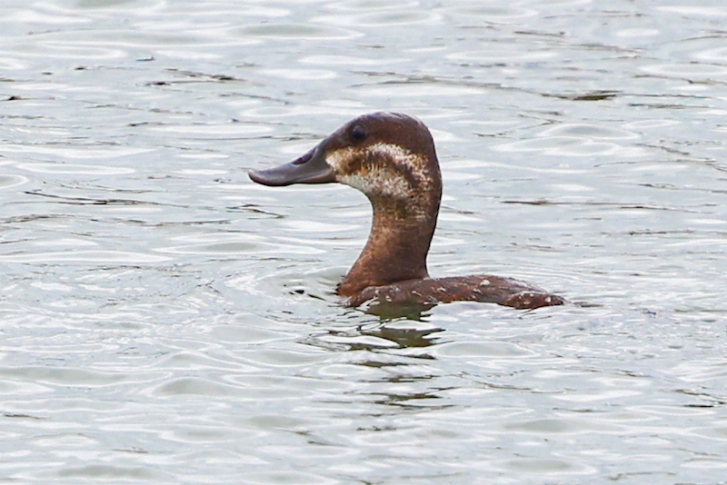 Ruddy Duck photo #3