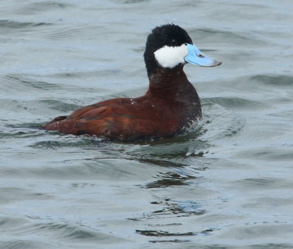 Ruddy Duck photo #3
