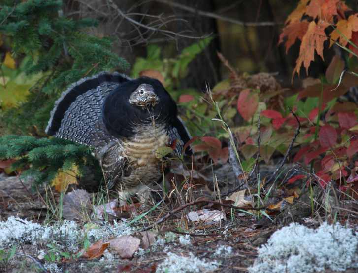 Ruffed Grouse