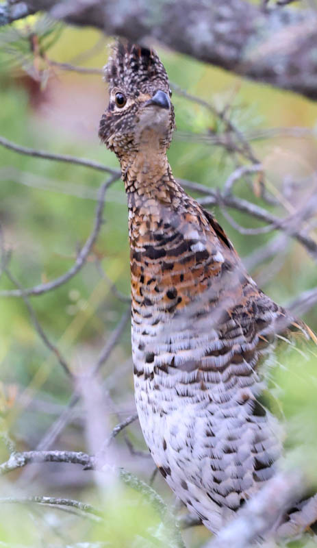 Ruffed Grouse