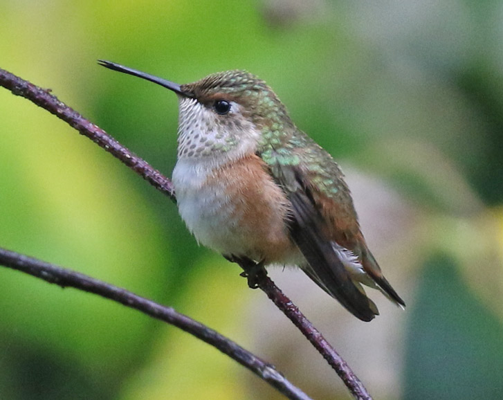 Rufous Hummingbird (female)  photo #1