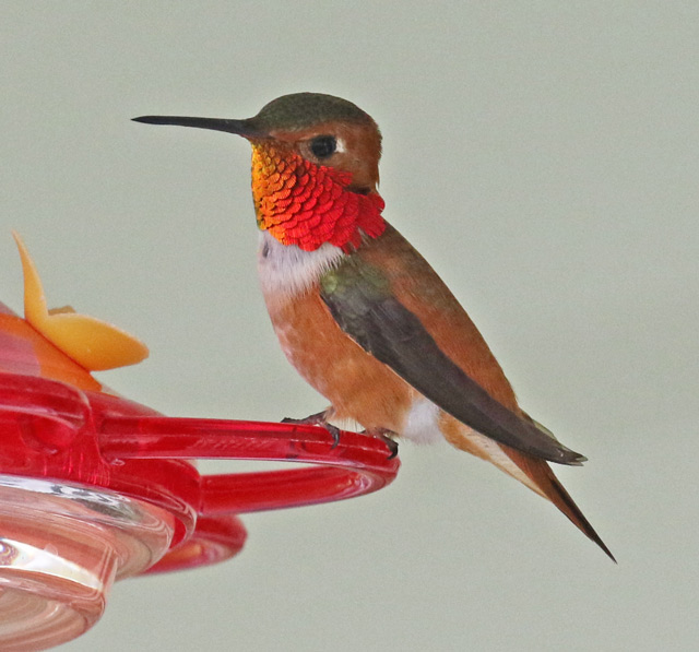 Rufous Hummingbird (male)  photo #1