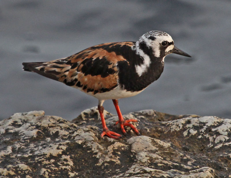 Ruddy Turnstones photo #2
