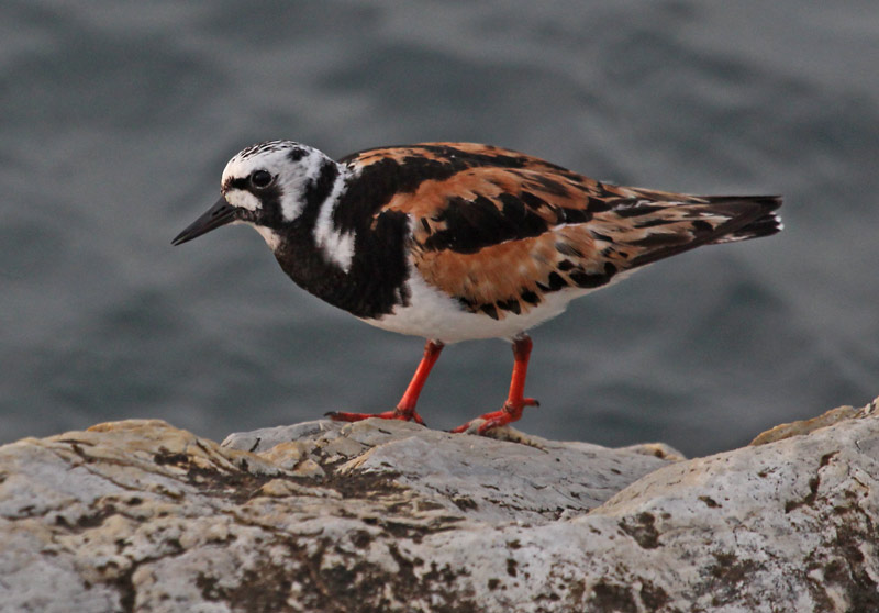 Ruddy Turnstones photo #1