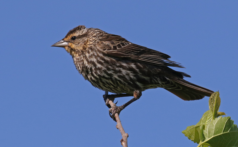 Red-winged Blackbird photo #1