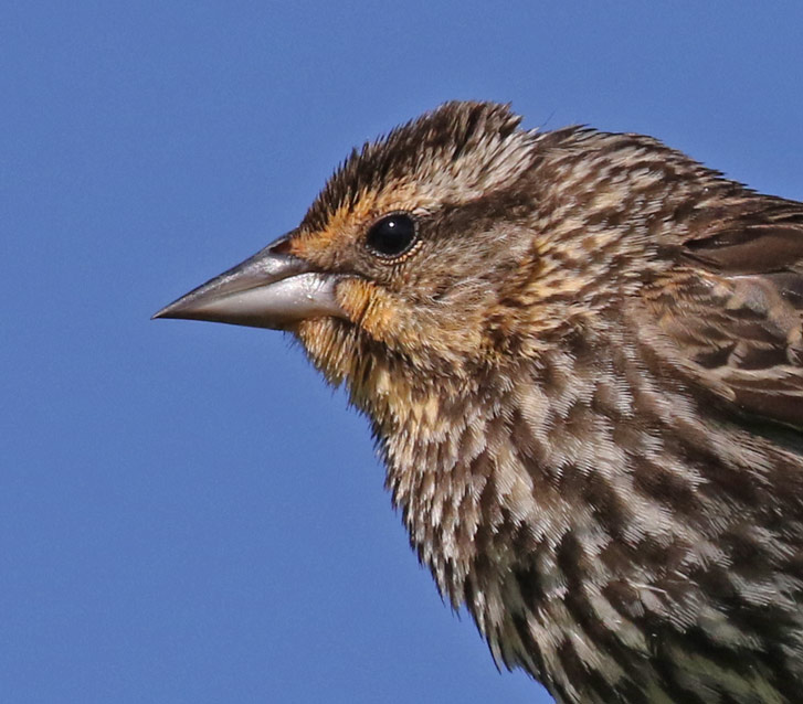 Red-winged Blackbird photo #2