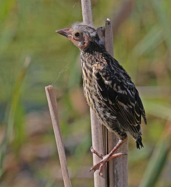 Red-winged Blackbird photo #1
