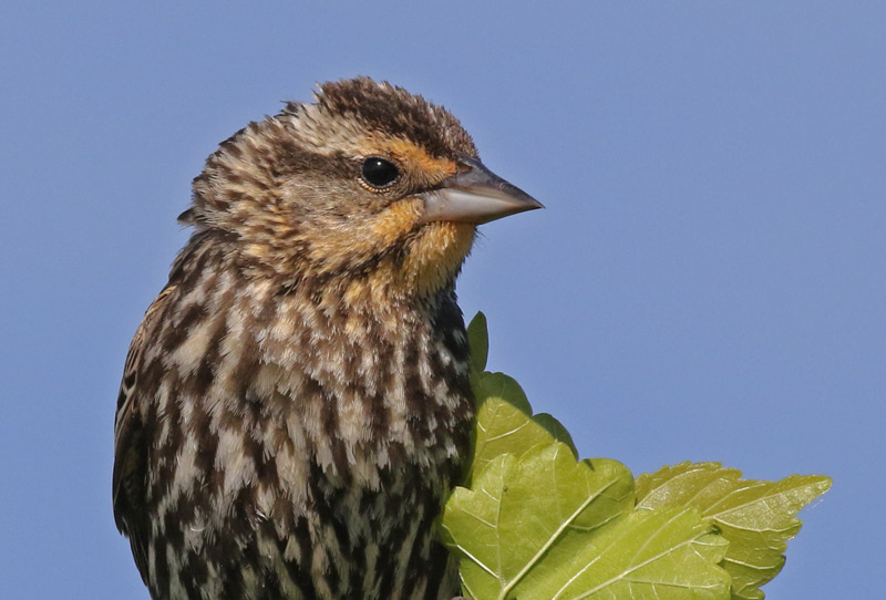 Red-winged Blackbird photo #4