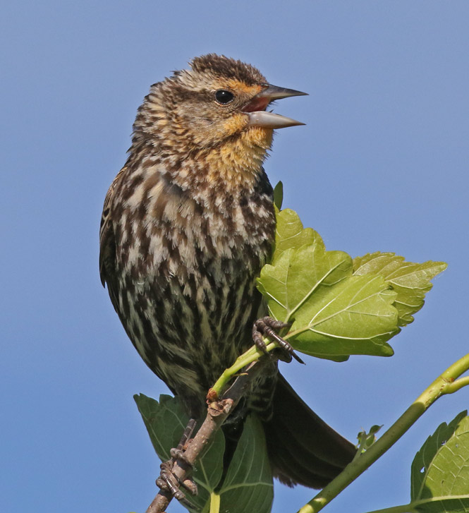 Red-winged Blackbird photo #3