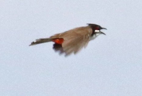 Red-whiskered Bulbul