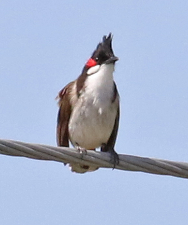 Red-whiskered Bulbul