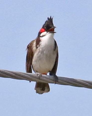 Red-whiskered Bulbul